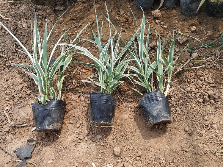 花叶芦竹苗价格 营养钵花叶芦竹 芦竹价格