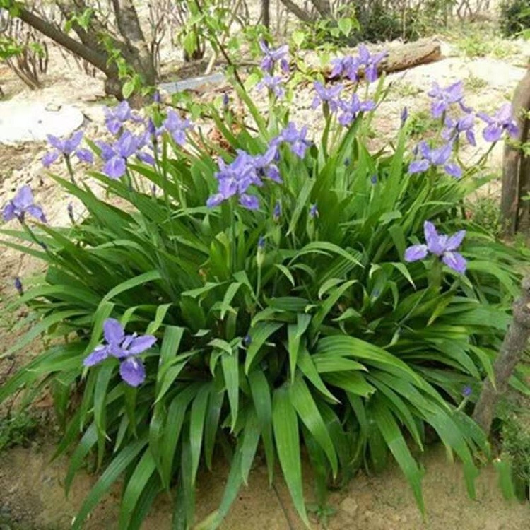 蓝花鸢尾批发 鸢尾苗 小苗价格
