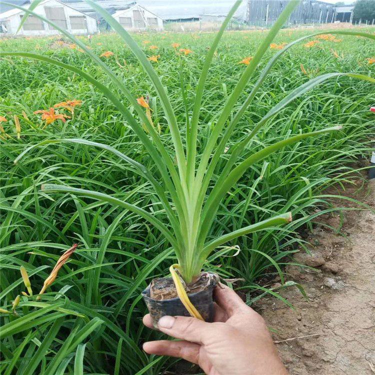 萱草价格 大花萱草厂家批发