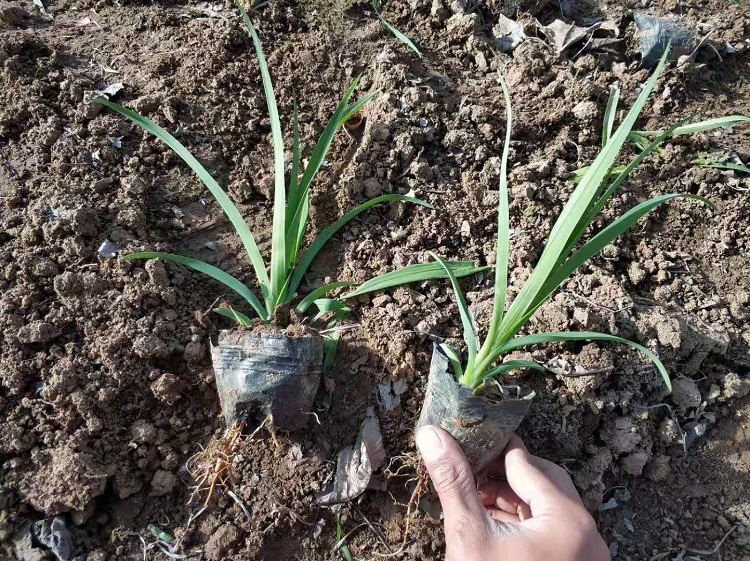 宿根大花萱草 红花萱草