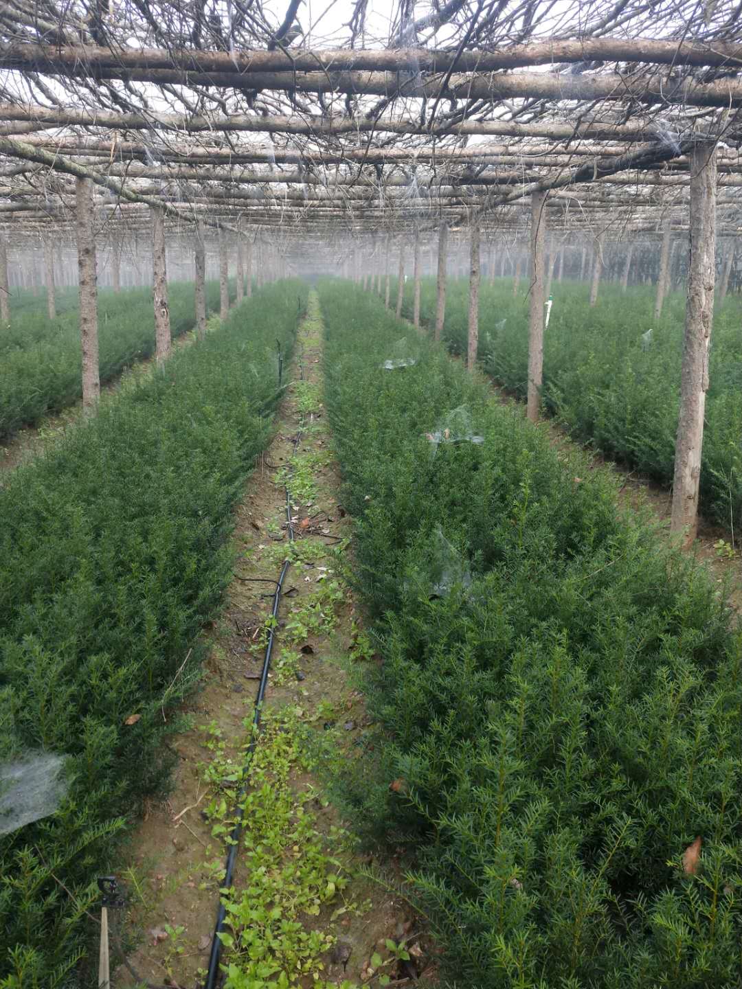 东北红豆杉苗价格 大量红豆杉苗木批发 刘家苗圃红豆杉苗