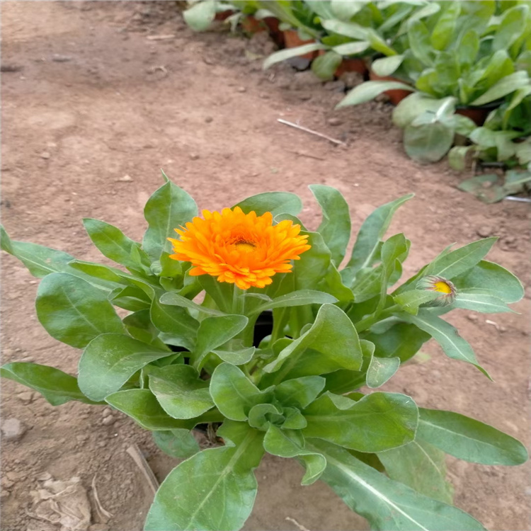 金盏菊报价 出售金盏菊 金盏菊现货供应 厂家直销金盏菊