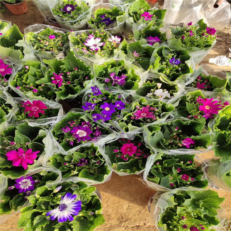 瓜叶菊种植基地 青州瓜叶菊价格 瓜叶菊种植厂家 质量保证