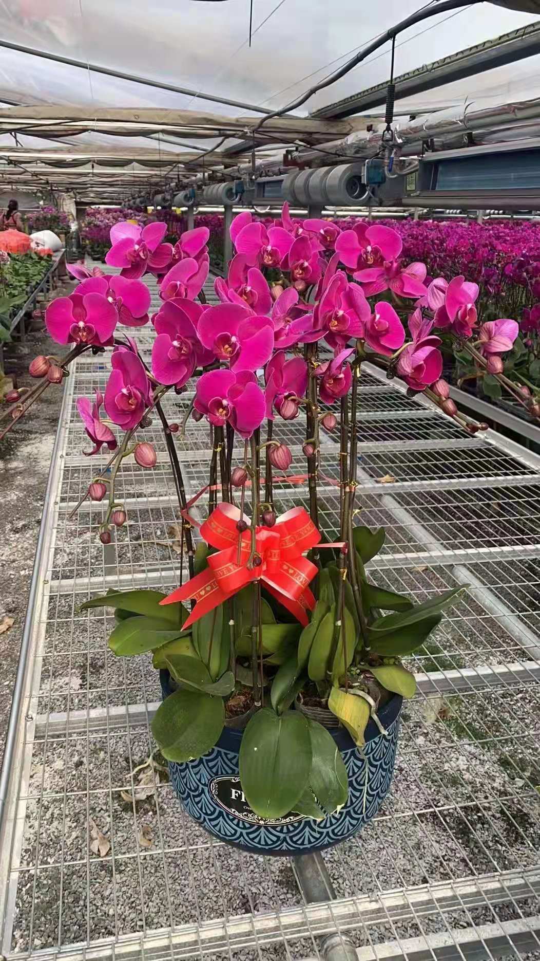 蝴蝶兰