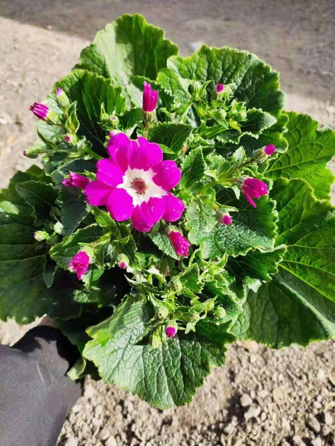 瓜叶菊