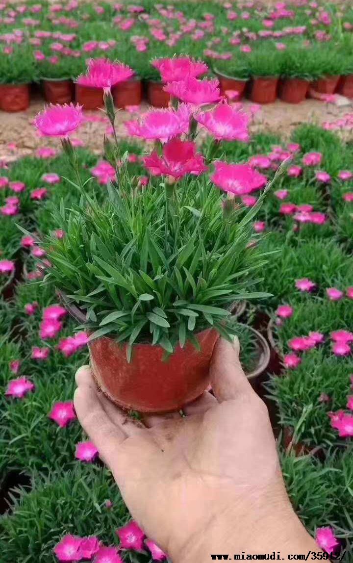 欧石竹
