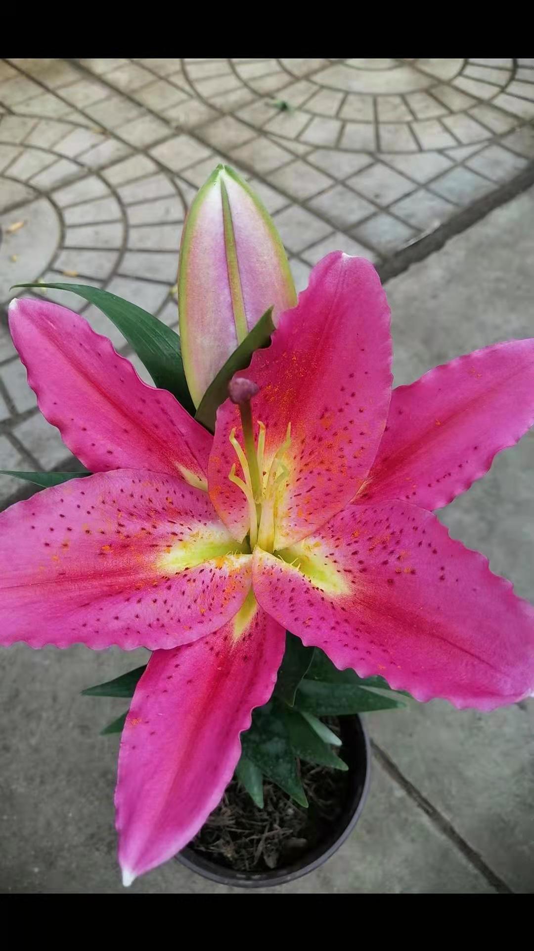 百合基地
