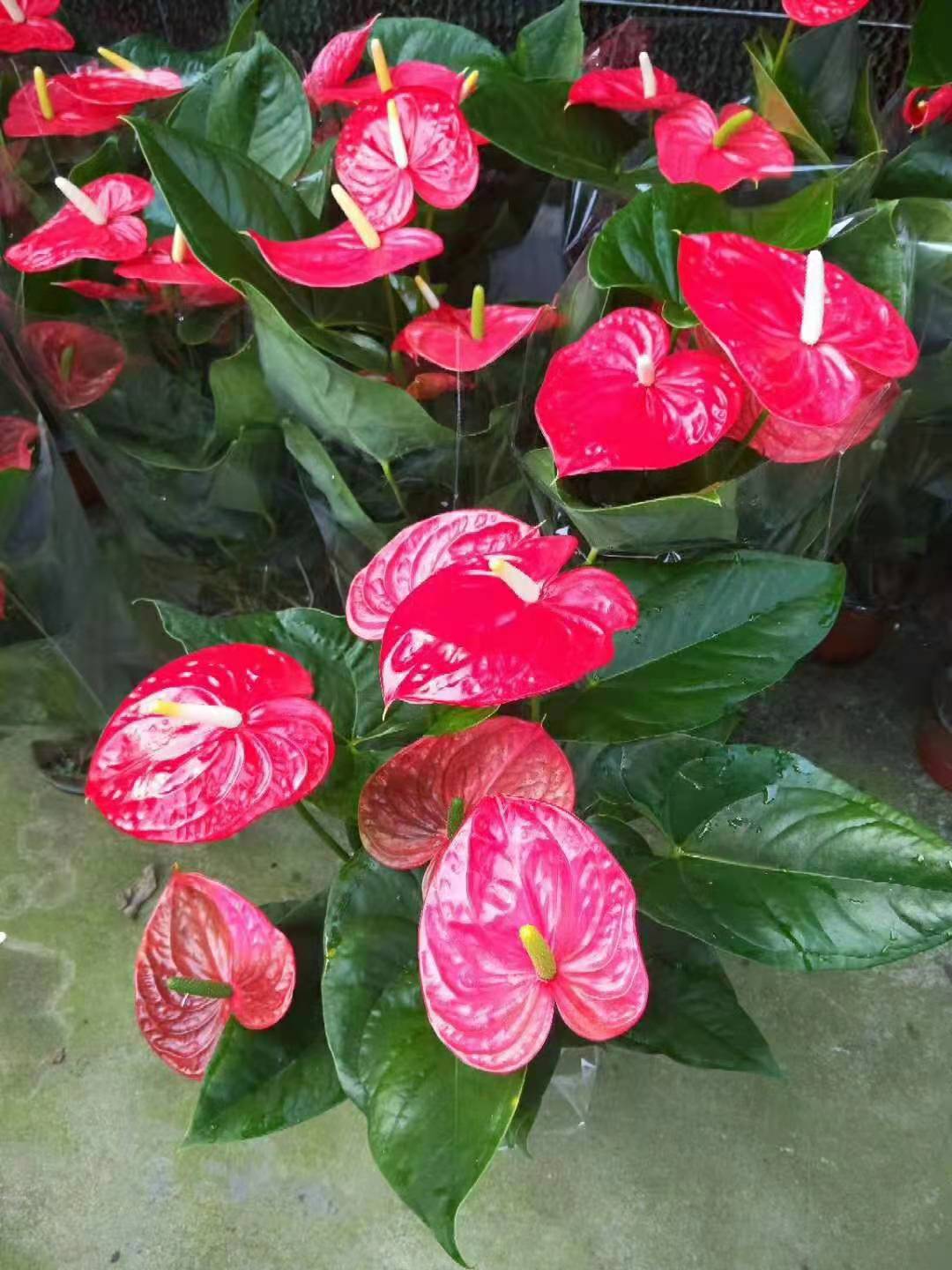 红掌   白掌   粉掌