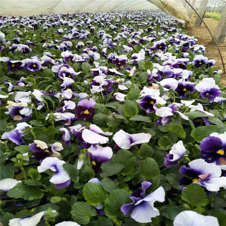 三色堇盆栽租摆  欣彤大量供应多色系三色堇  景点造型租摆观赏 园林花坛点缀 养护简单