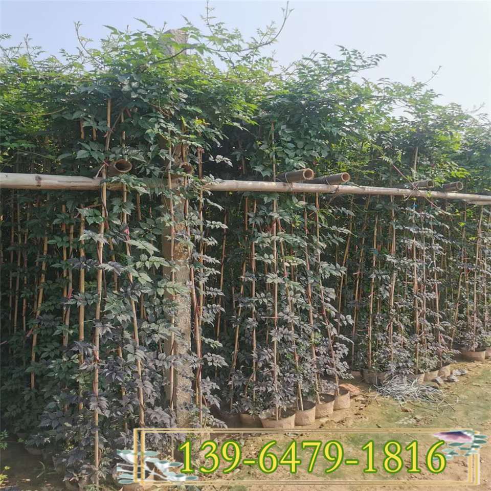 供应各种绿化花卉 定杆2米凌霄基地直销 凌霄花上盆苗 2-4年生