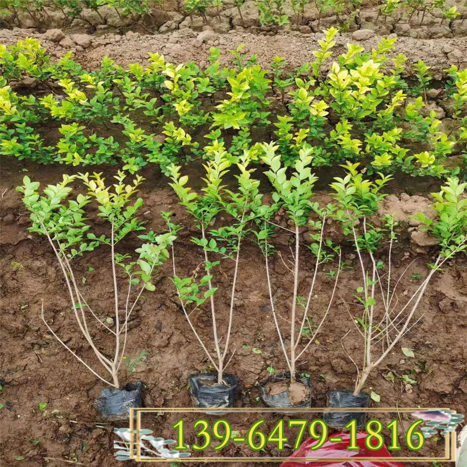 35公分金叶女贞盆栽小苗价格 青州小叶女贞花苗 黄叶植物拼色拼图型