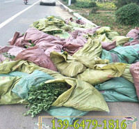 青州批发种植基地金银花盆栽苗 彩诺园艺 红色地栽金银花农户自销