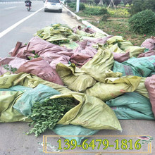 青州批发种植基地金银花盆栽苗 彩诺园艺 红色地栽金银花农户自销
