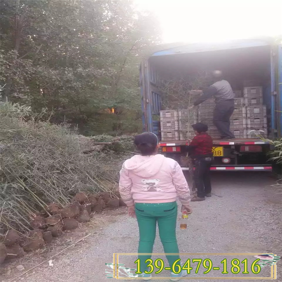 山东青州绿化围栏1公分绿化竹子苗 地栽早园竹价格 北方货源易成活