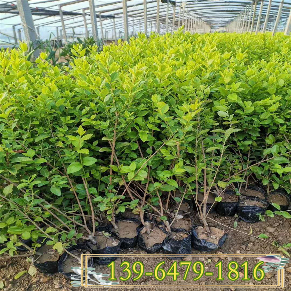 大量供应园林绿化苗高度40公分金叶女贞地栽苗 金叶女贞小苗价格 