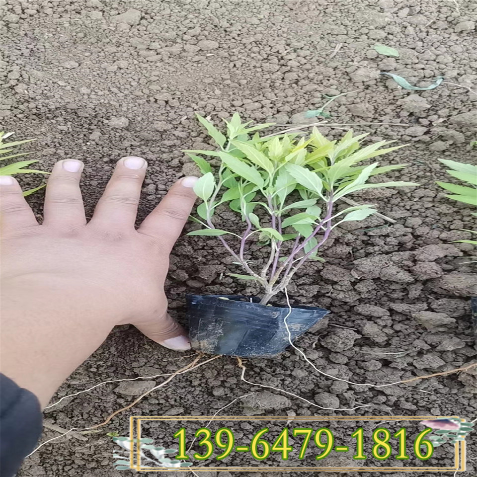 四川绿化金叶莸小苗种植基地 金叶莸供货 欢迎考察量大价优