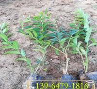 河南基地批发金银花小苗 红叶金银花杯苗价格双色杯金银花