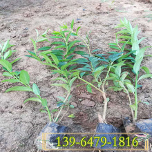 河南基地批发金银花小苗 红叶金银花杯苗价格双色杯金银花