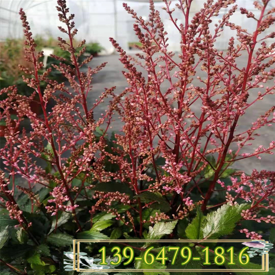 绿化用落新妇双色盆 青州花卉工程草花 落新妇品种纯正欢迎咨询
