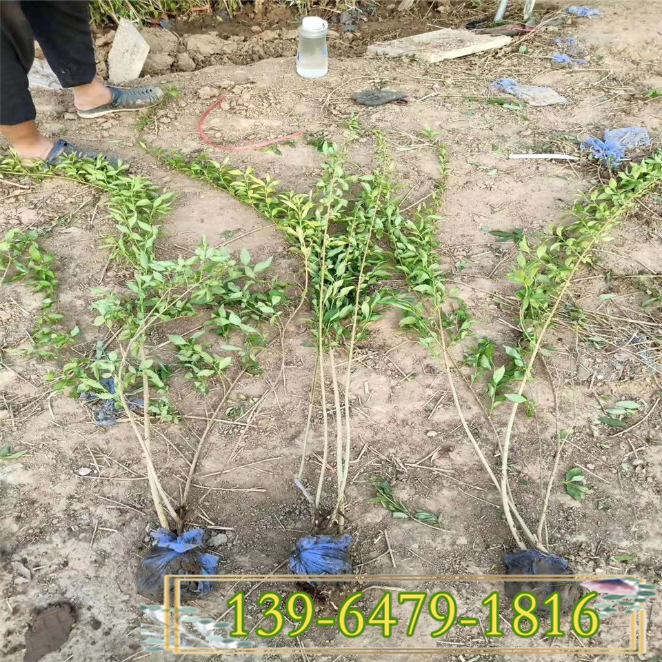连翘小苗供应基地 连翘杯苗产地 连翘产品介绍