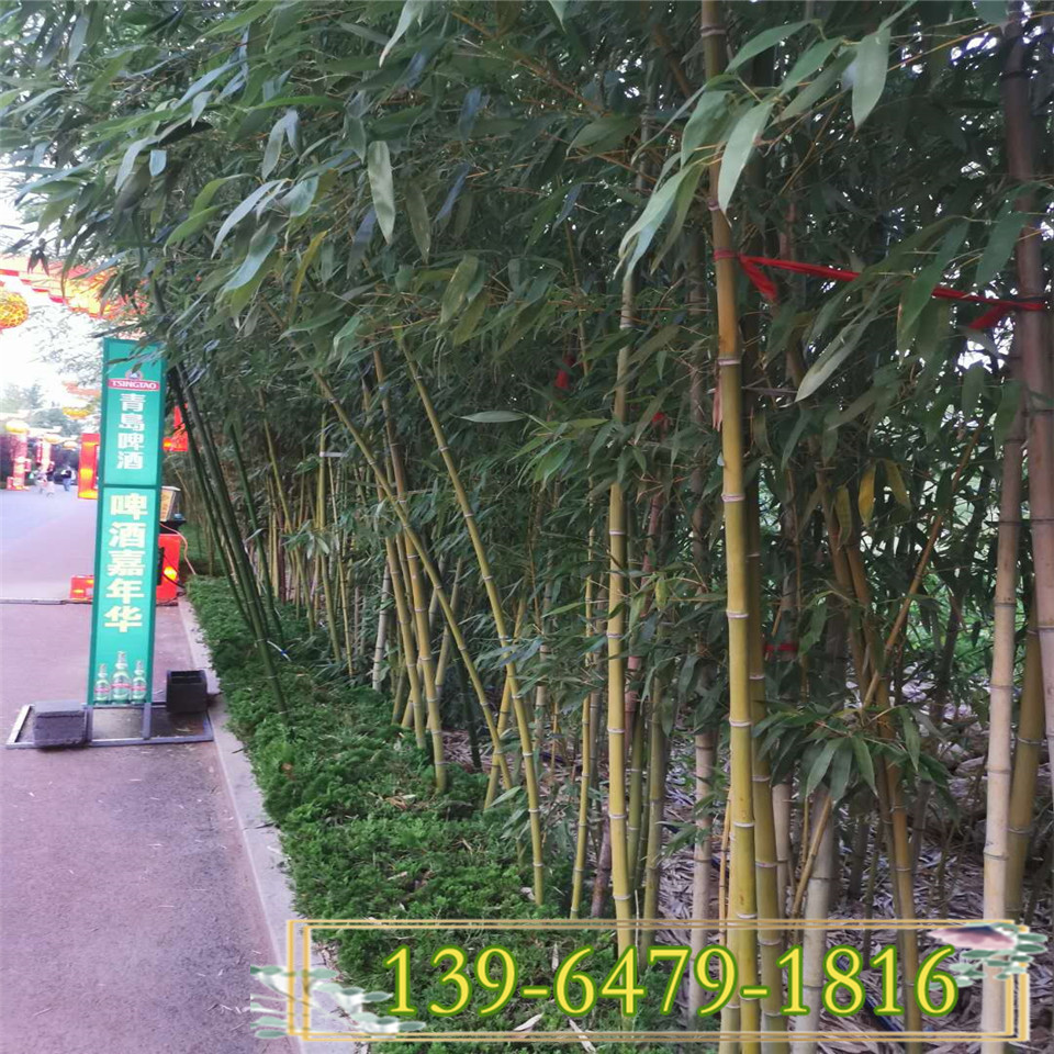 1公分绿化竹子价格 庭院工程绿化毛竹苗 2公分3公分早园竹价格