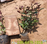 基地直供绿叶金银花苗 山西金银花杯苗价格 忍冬小苗