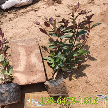 基地直供绿叶金银花苗 山西金银花杯苗价格 忍冬小苗
