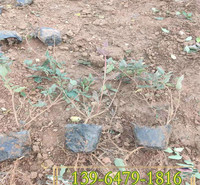 忍冬经销批发种植配送基地 彩诺园艺 木本金银花容器苗基地