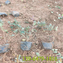 忍冬经销批发种植配送基地 彩诺园艺 木本金银花容器苗基地