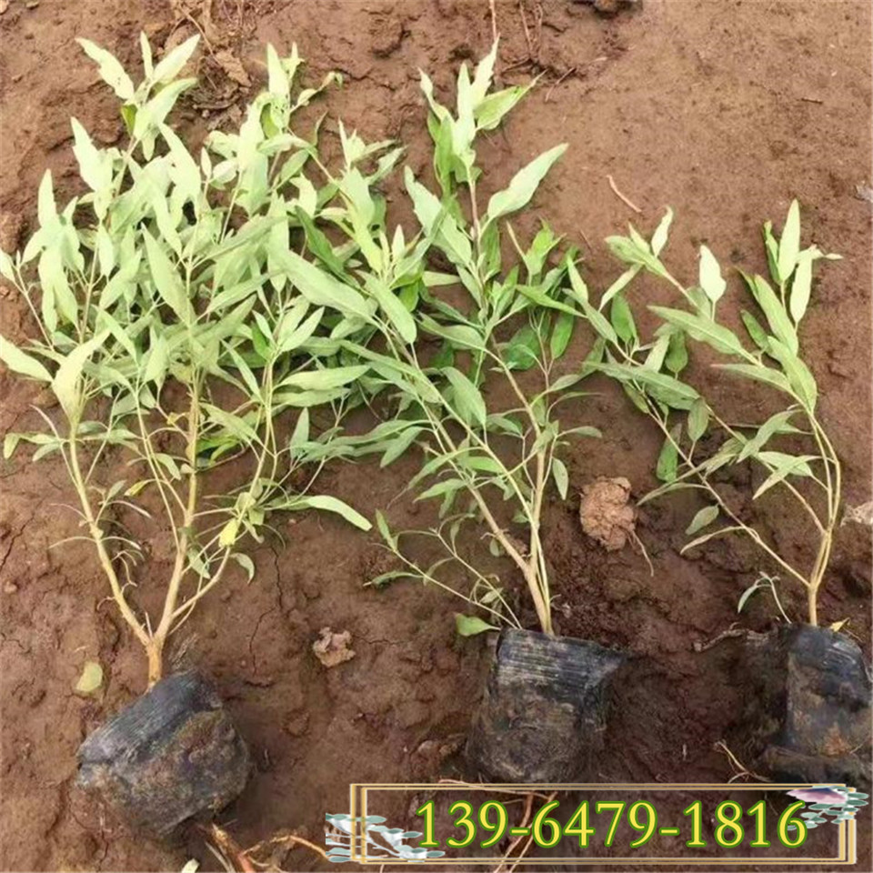 河北雄县批发20公分金叶莸工程苗 金叶莸盆栽苗价格 无脱脚地栽苗