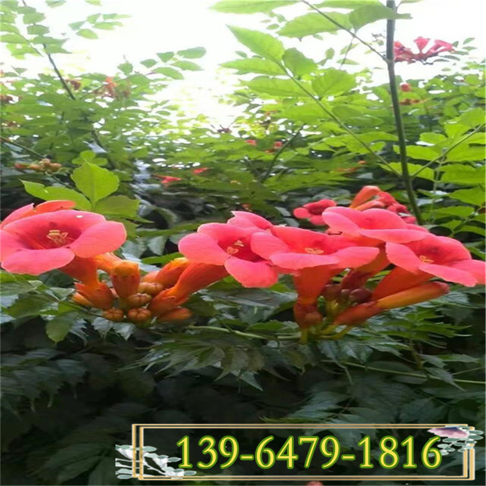 大量供应攀爬类植物藤本花卉 高度1米以上凌霄花 凌霄绿化苗木