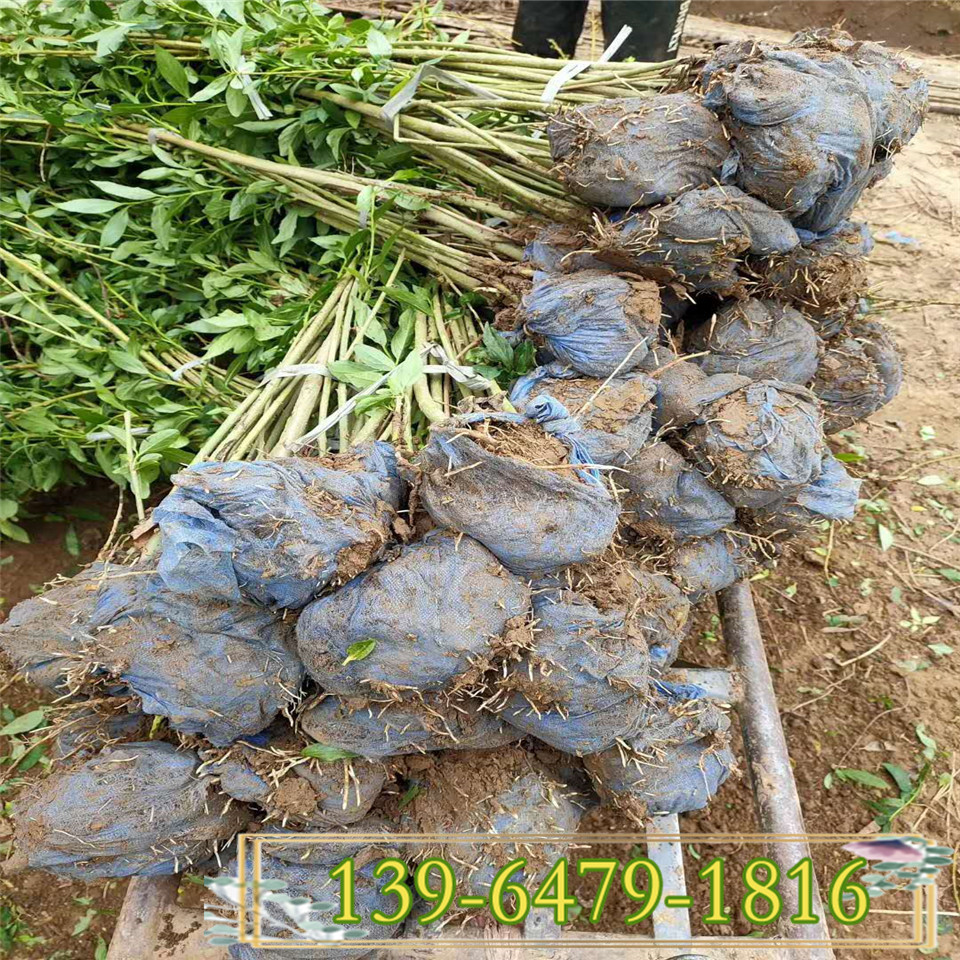 基地直销30公分以上连翘小苗 连翘苗圃盆栽 绿化多分枝连翘