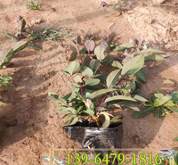 忍冬小苗质优价廉指导种植 彩诺园艺 金银花营养袋苗数量大