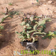忍冬小苗质优价廉指导种植 彩诺园艺 金银花营养袋苗数量大