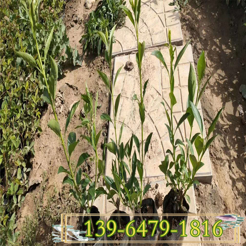基地销售品质好地栽连翘苗 批量供应上盆连翘苗 北方一手货源