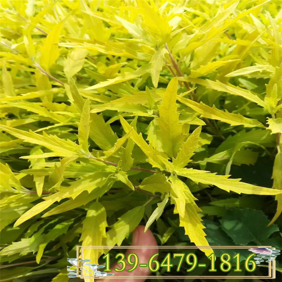 供应便宜金叶莸地栽苗 中华金叶莸 金叶莸小苗 工程绿化规格齐全