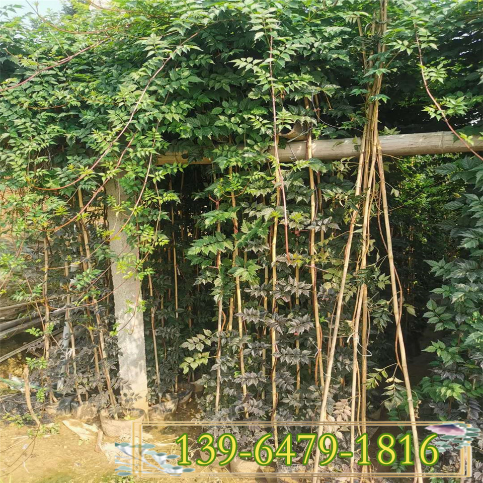 高度1.5米凌霄花地栽苗 大花爬墙爬藤植物 粗度1-3公分凌霄花