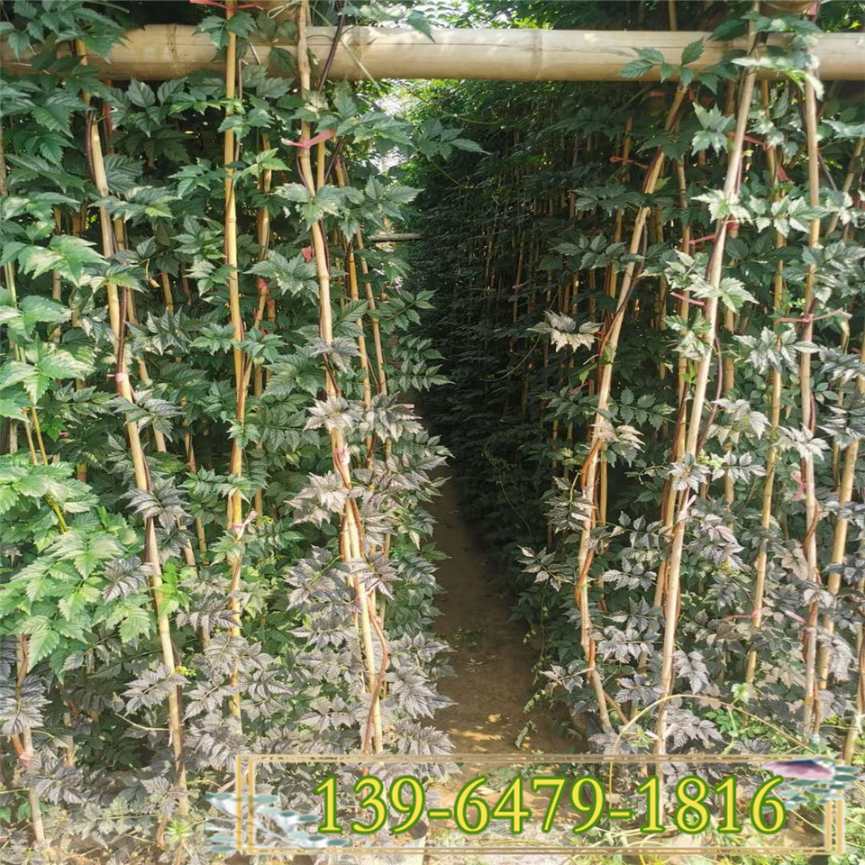地栽苗凌霄花苗价格 庭院小区工程绿化用 凌霄花盆栽苗规格全直供
