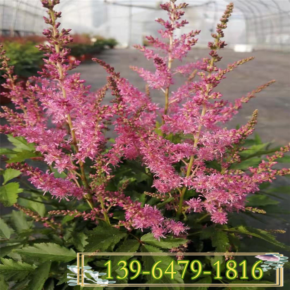 带盆落新妇花苗 绿化用落新妇苗批发 青州花卉带盆发货
