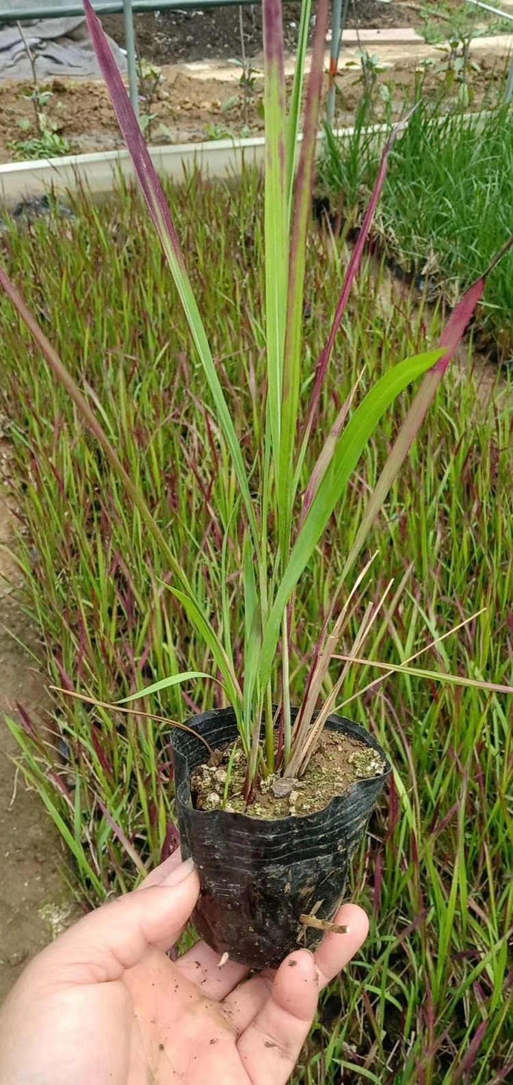 多芽血草 日本血草苗