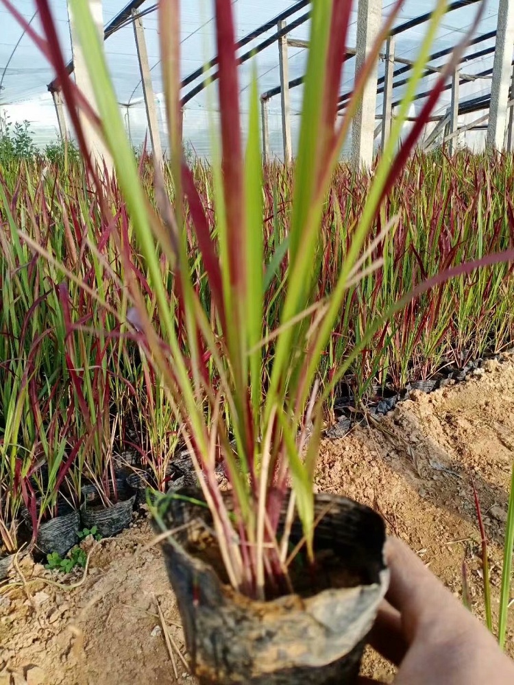 血草批发 日本血草价格