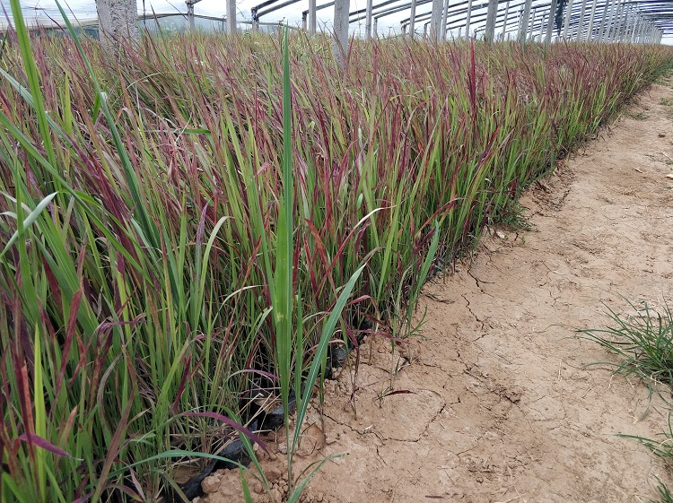 多芽血草价格 营养钵血草 小杯血草