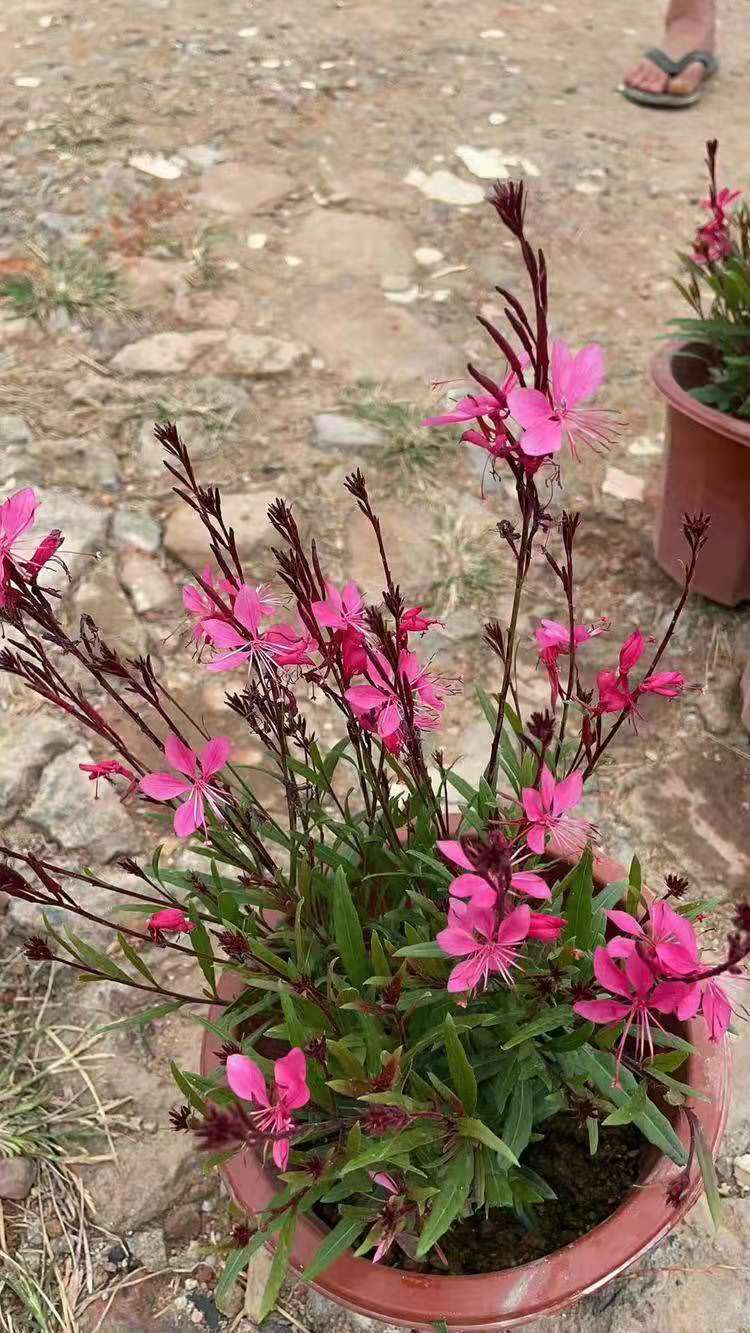 山桃草 顺和花卉 工程苗山桃草