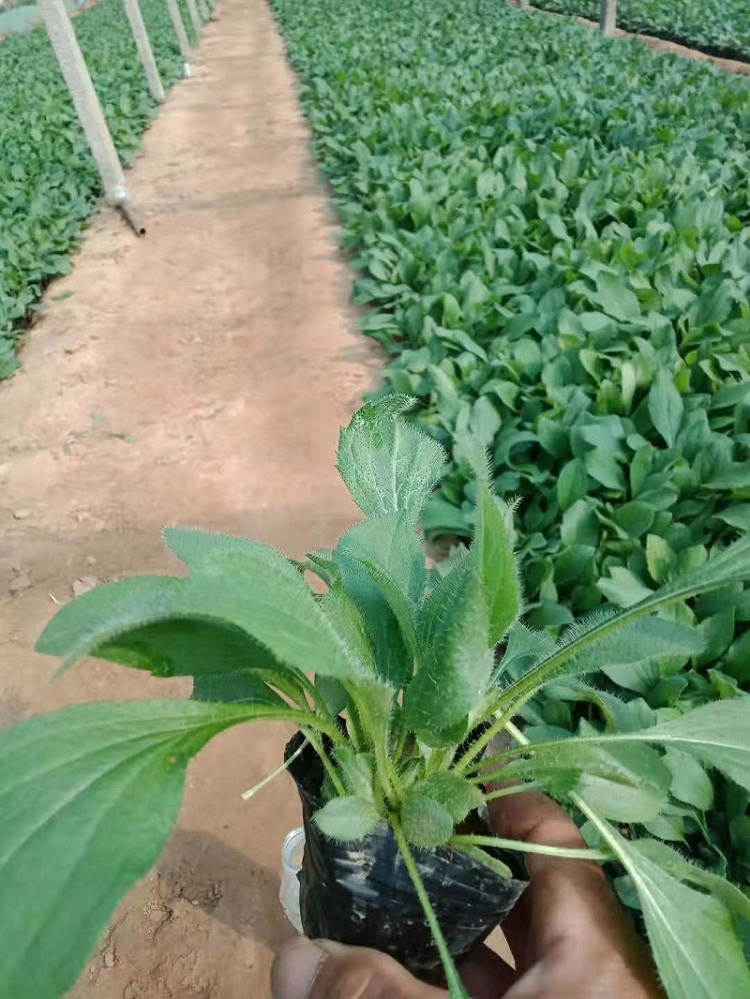 毛叶金光菊价格  多芽黑心金光菊批发 黑心菊苗