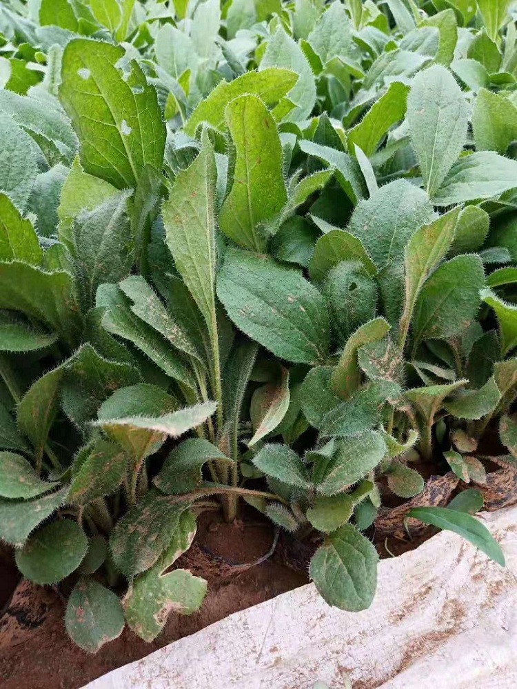 黑心菊批发 毛叶金光菊价格 黑心金光菊杯苗