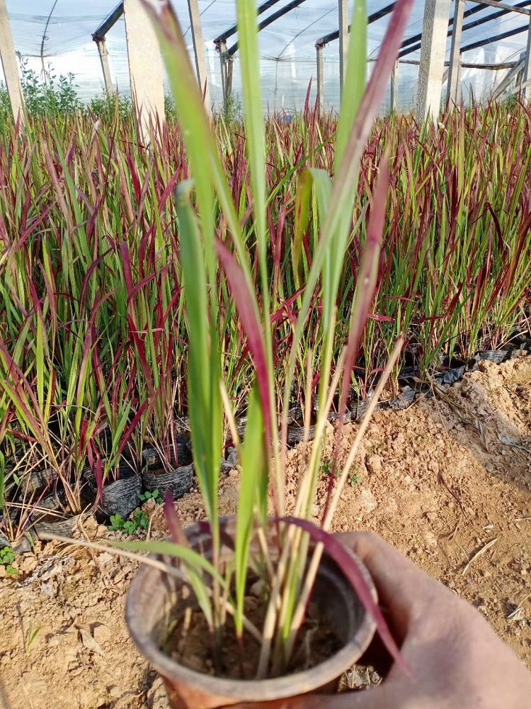 厂家批发多芽血草 日本血草价格