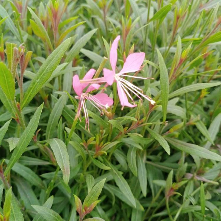 千鸟花价格