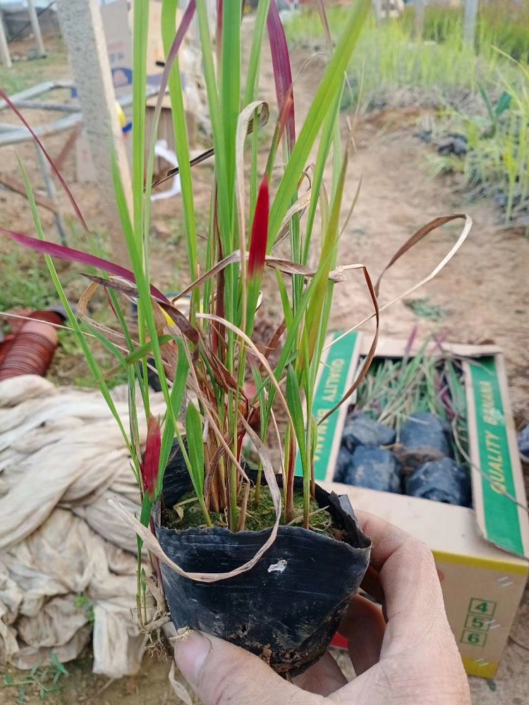 日本血草 多芽血草 观赏草