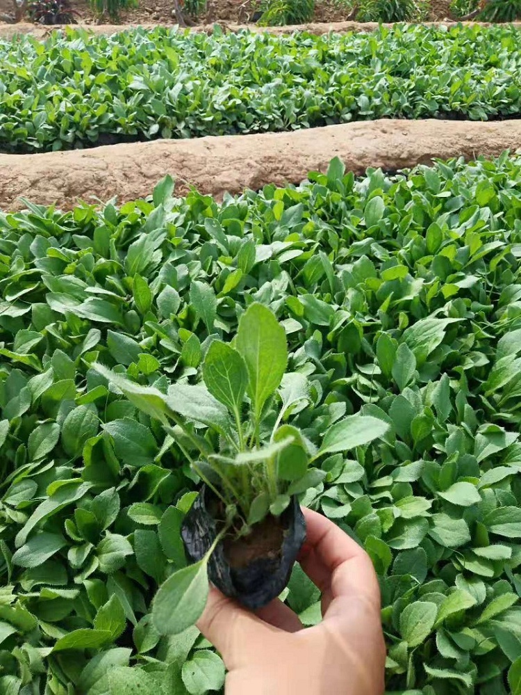 黑心菊价格