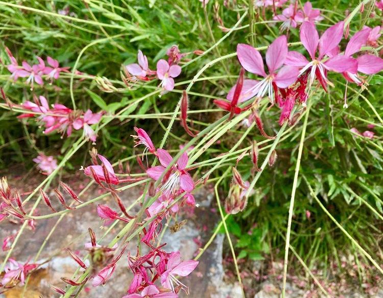 山桃草 山桃草批发商